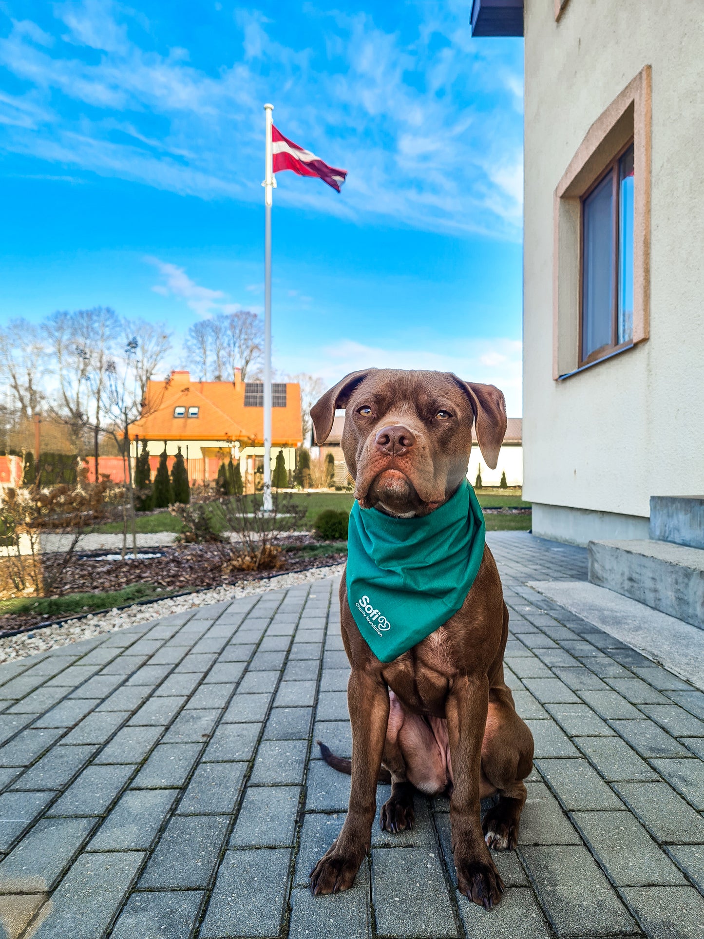 Zaļš lakatiņš suņiem